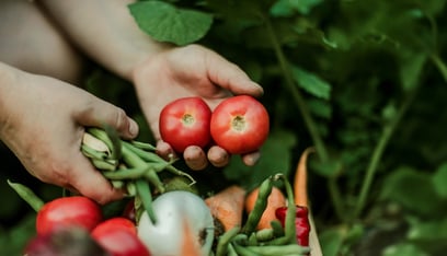 Copia de primer-plano-de-tomates-y-frijoles-verdes-en-la-mano (1)